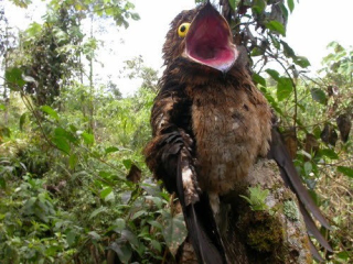 Illustration for article titled This Freaky Bird Looks Like a Cartoon Character